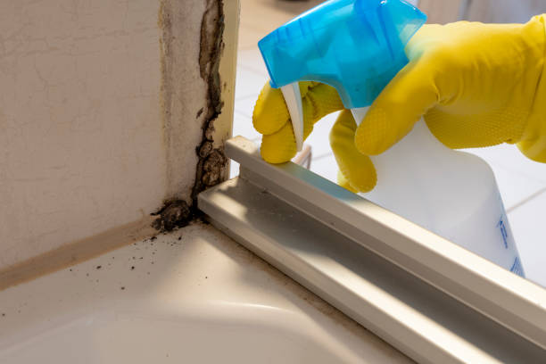 Best Residential Mold Removal  in Brooklyn, IN